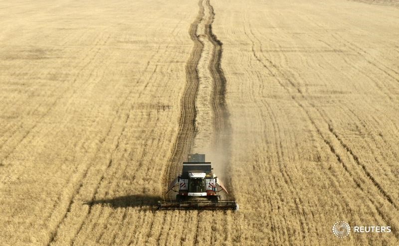 © Reuters. Комбайн собирает урожай пшеницы на поле у села Дивное Ставропольского края