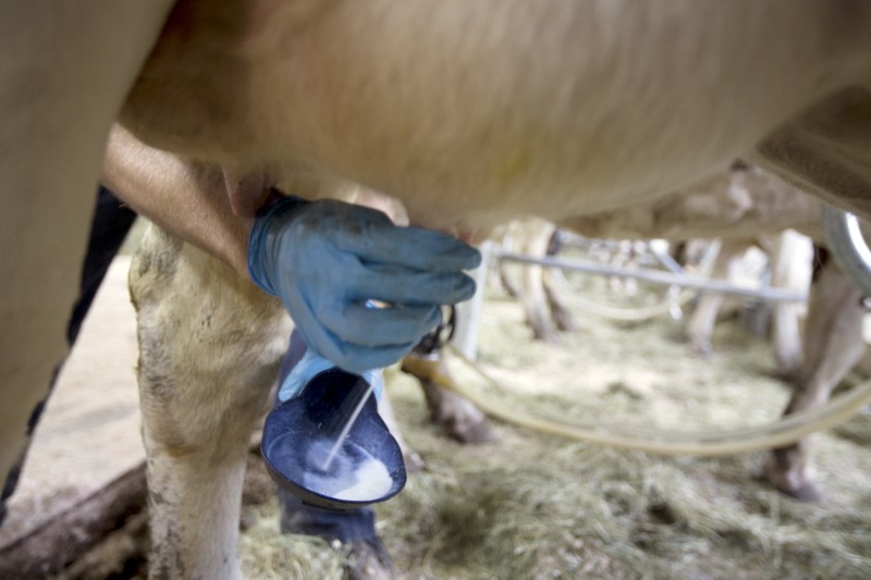 © Reuters. Dairy farmer checks for clots before milking his cows at a farm in Granby, Quebec