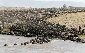 © Reuters. FILE PHOTO: Wildebeests cross the Mara river during their migration to the greener pastures, between the Maasai Mara game reserve and the open plains of the Serengeti