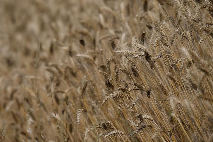 © Reuters. Пшеничное поле во французском городе Ремуйе