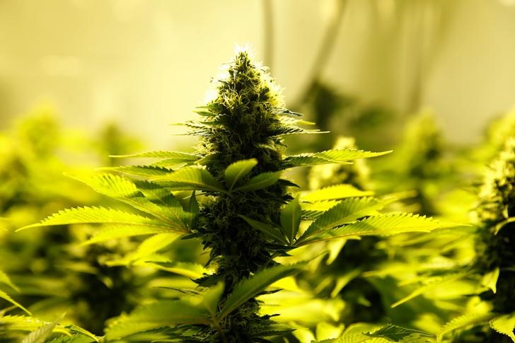 © Reuters. Uruguayos ya pueden comprar marihuana en farmacias para uso recreativo