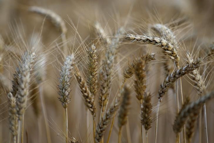 © Reuters. Plantação de trigo em Remouille, na França