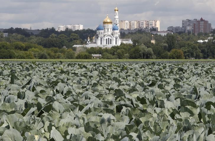 © Reuters. Капуста на полях совхоза им. Ленина в пойме Москва-реки