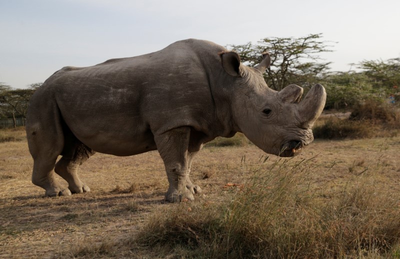 © Reuters. حديقة حيوان بريطانية تتبرع ببويضات وحيد القرن سعيا لإنقاذه بالتلقيح الصناعي