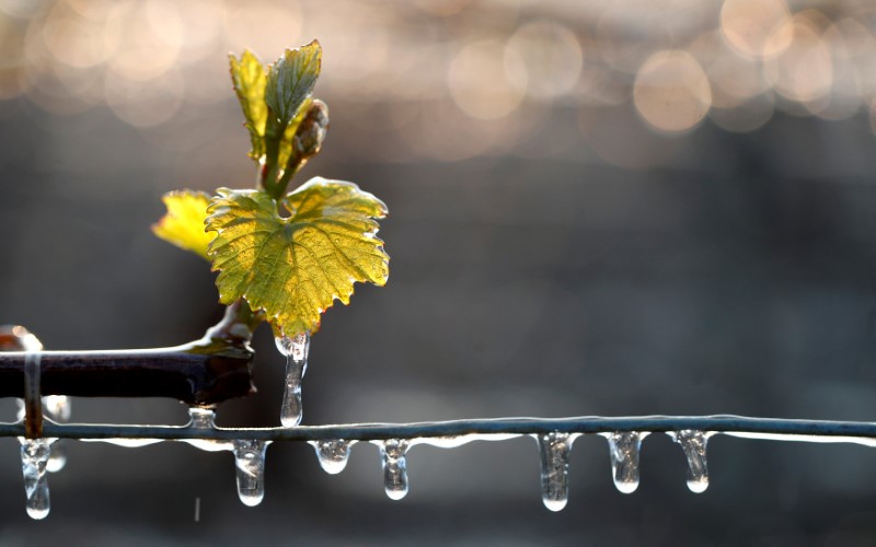 © Reuters. FILE PHOTO: Water-covered vineyards are seen early in morning as water is sprayed to protect them frost damage outside Chablis