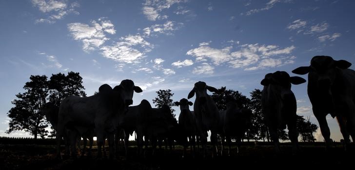 © Reuters. Gado em fazenda em Paulínia, no Estado de São Paulo, Brasil