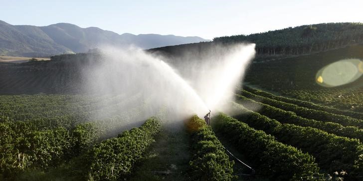 © Reuters. Cafezal é irrigado em fazenda em Santo Antônio do Jardim