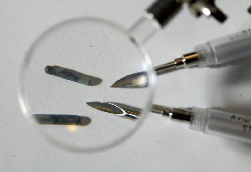 © Reuters. Tiny radio frequency identification computer chips with the needles used to implant them under the skin