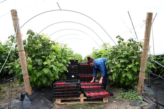 © Reuters. Raspberries are picked at a farm in Kent