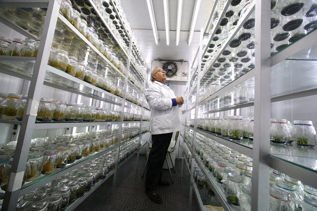 © Reuters. Doctor Gustavo Zuniga inspects a cold chamber containing Antarctic plant that have molecules that filter the solar radiation and could be used to prevent human DNA damage in Santiago