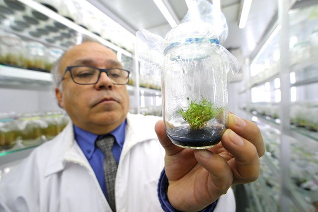 © Reuters. Científicos de Chile hallan potencial de plantas antárticas para protección solar