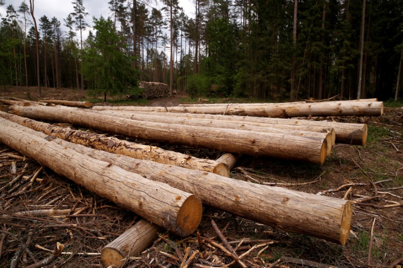 © Reuters. Desmatamento de árvores na floresta de Bialowieza, na Polônia