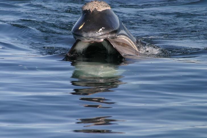 © Reuters. نفوق الحيتان الصائبة في شمال المحيط الأطلسي يحير العلماء الكنديين