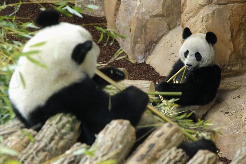 © Reuters. DES PANDAS JUMEAUX ATTENDUS À BEAUVAL SOUS L'OEIL CHINOIS