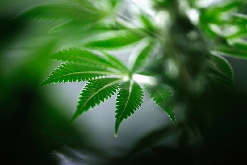 © Reuters. A marijuana plant is seen at Tweed Marijuana Inc in Smith's Falls