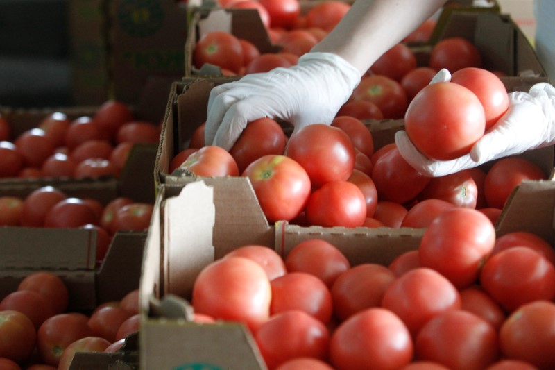 © Reuters. A worker sorts tomatoes at a warehouse of Yuzhny agricultural complex in the town of Ust-Dzheguta