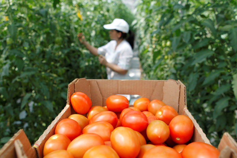 © Reuters. Ящик томатов в теплице тепличного комплекса Южный