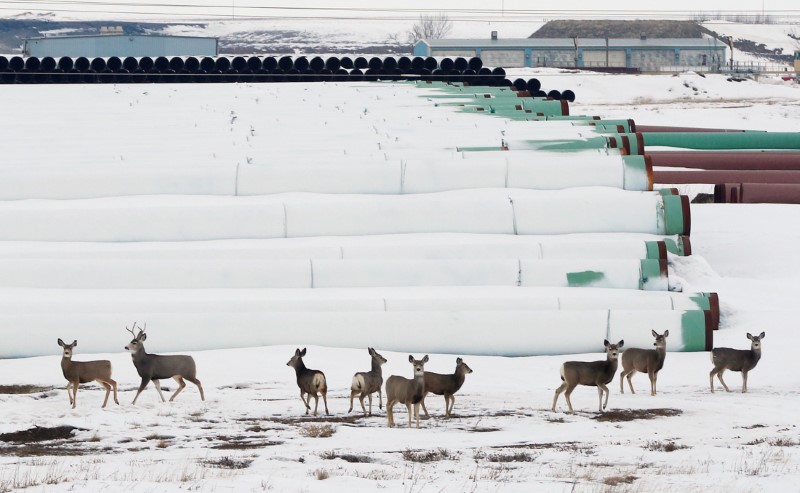 © Reuters. FILE PHOTO --  Deer gather at a depot used to store pipes for Transcanada Corp's planned Keystone XL oil pipeline in Gascoyne