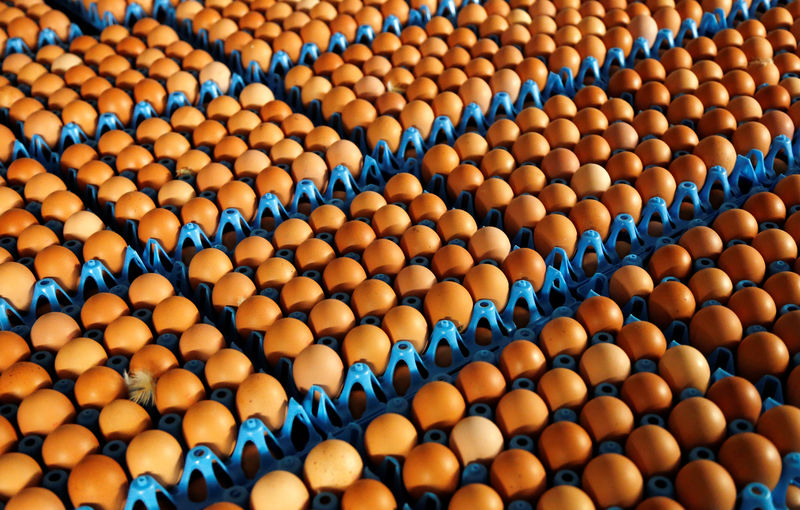 © Reuters. Ovos são embalados para a venda em granja de Wortel, Bélgica