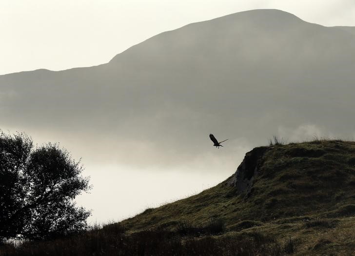 © Reuters. A buzzard glides across a hillock in  The Braes area on the Isle of Skye
