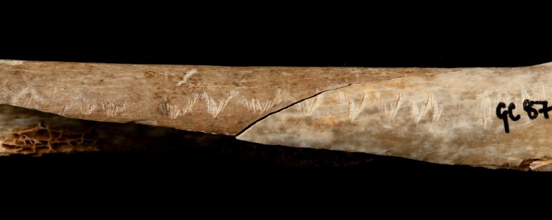 © Reuters. An Upper Palaeolithic engraved human bone associated with ritualistic cannibalism can be seen in this undated photograph recieved from the Natural History Museum in London