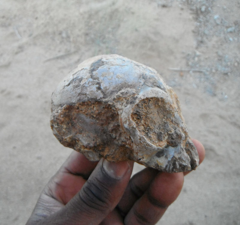 © Reuters. The Alesi fossil skull is seen after attached sandstone rock was partially removed at the Turkana Basin Insitute near Lodwar