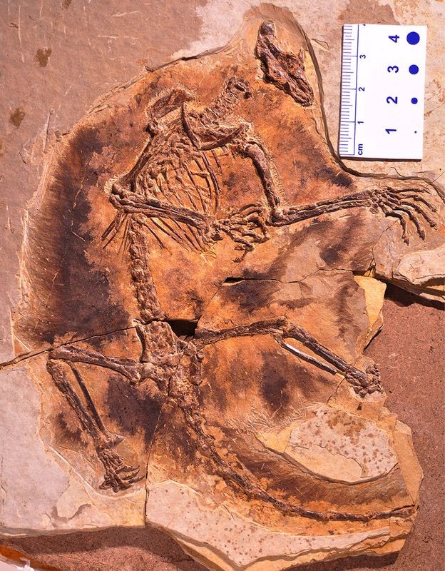 © Reuters. اكتشاف حفريات ثدييات طائرة صغيرة تعود إلى 160 مليون عام