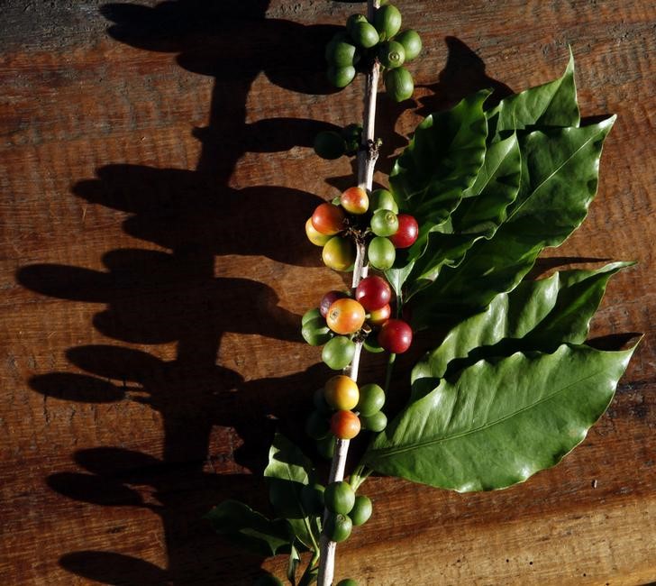 © Reuters. Em foto de arquivo, ramo de pé de café é visto em Santo Antonio do Jardim, Brasil