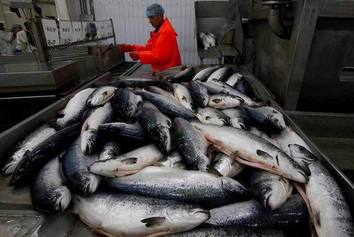 © Reuters. بعد استخدامها لإخفاء الغواصات النووية.. روسيا تستغل خُلجان سيبيريا لتربية السمك