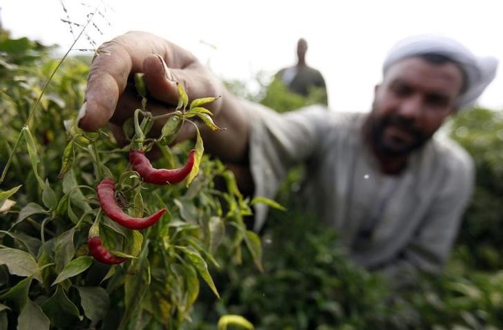 © Reuters. وزير: وفد مصري يزور دولا عربية الشهر المقبل لحل مشكلات تتعلق بالتصدير