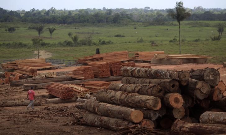 © Reuters. Pilha de madeira extraída ilegalmente da floresta amazônica, no Pará