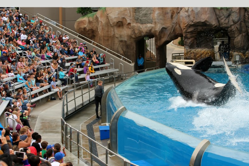 © Reuters. SeaWorld unveils its new Orca Encounter show in San Diego