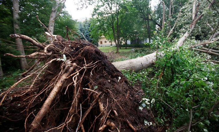 © Reuters. Uprooted tree seen after a storm in Berlin