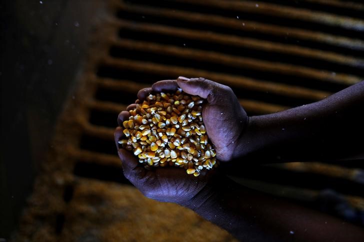 © Reuters. Homem mostra milho da segunda safra após colheita perto de Sorriso, no Estado do Mato Grosso, Brasil