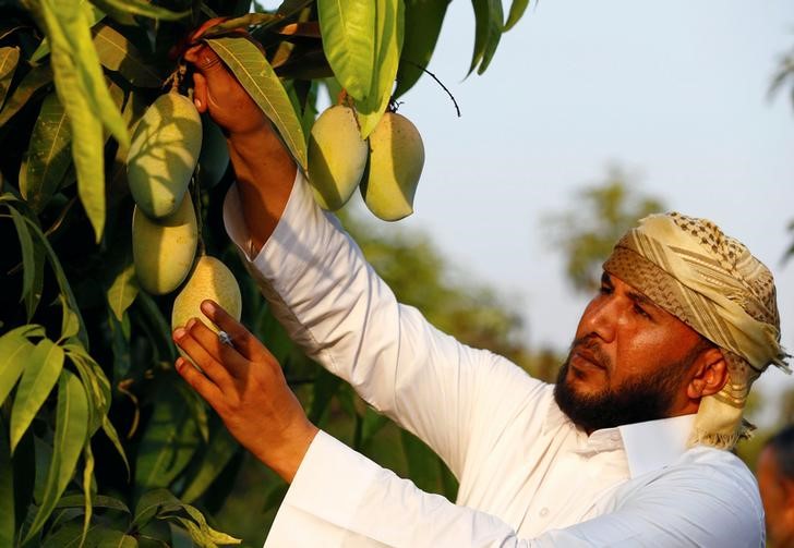 © Reuters. متحدث: ارتفاع صادرات مصر الزراعية 14% في 9 أشهر