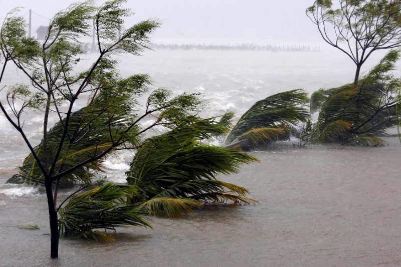 © Reuters. Coconut trees are seen as Doksuri storm hits a flooded area in Ha Tinh province