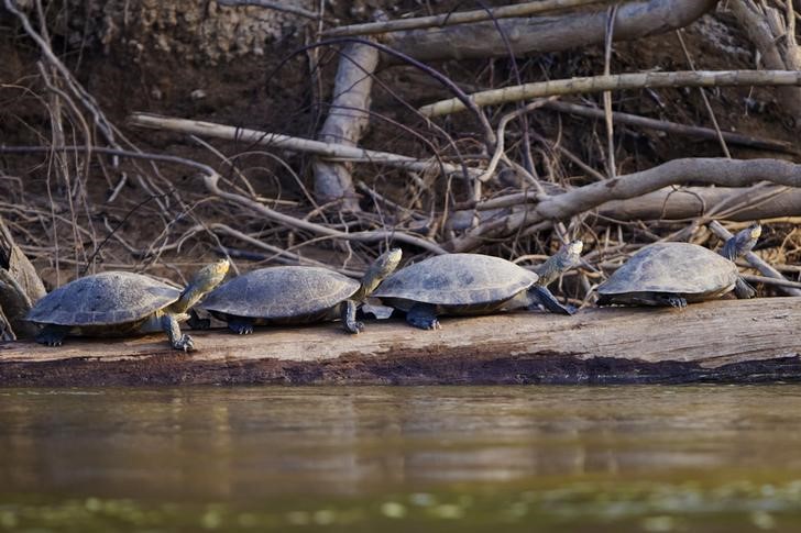 © Reuters. Liberan 5.000 crías de tortugas en la Amazonía de Perú incubadas para su repoblación