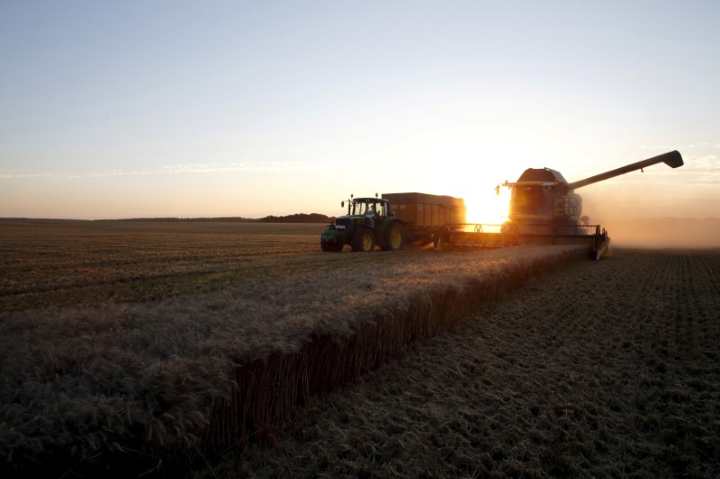 © Reuters. FILE PHOTO: A French farmer drives his combine harvester as he harvests wheat in a field during sunset in Trescault