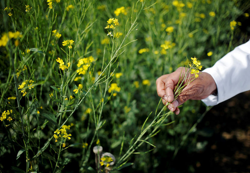 © Reuters. FILE PHOTO: An Indian scientist holds a GM rapeseed crop under trial in New Delhi