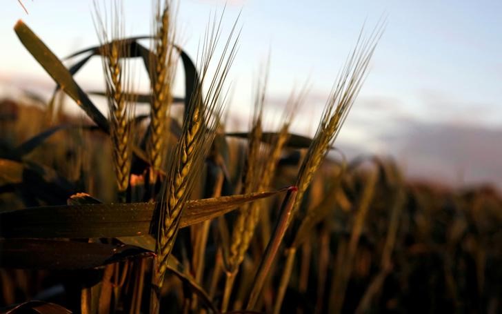 © Reuters. Wheat grows on a farm at sunset in the flooded midwestern New South Wales town of Forbes