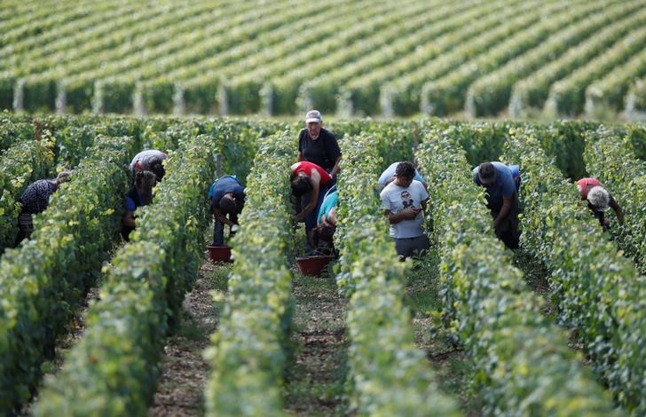 © Reuters. La producción mundial de vino podría caer este año a su menor nivel desde 1961