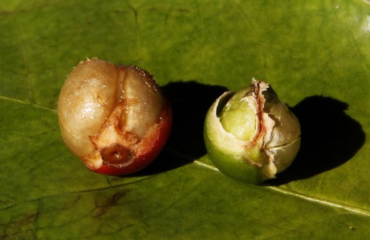 © Reuters. Em foto de arquivo, fruto de café desenvolvido (E) é visto ao lado de fruto prejudicado pela seca, em Santo Antonio do Jardim, Brasil