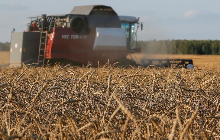 © Reuters. Комбайн жнет пшеницу на поле в Красноярском крае