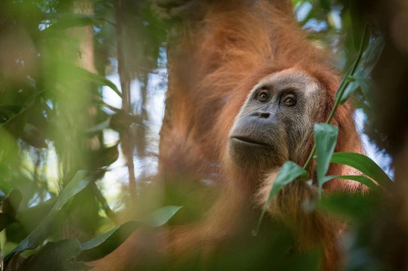 © Reuters. باحثون يكتشفون فصيلا جديدا من قردة إنسان الغاب في إندونيسيا