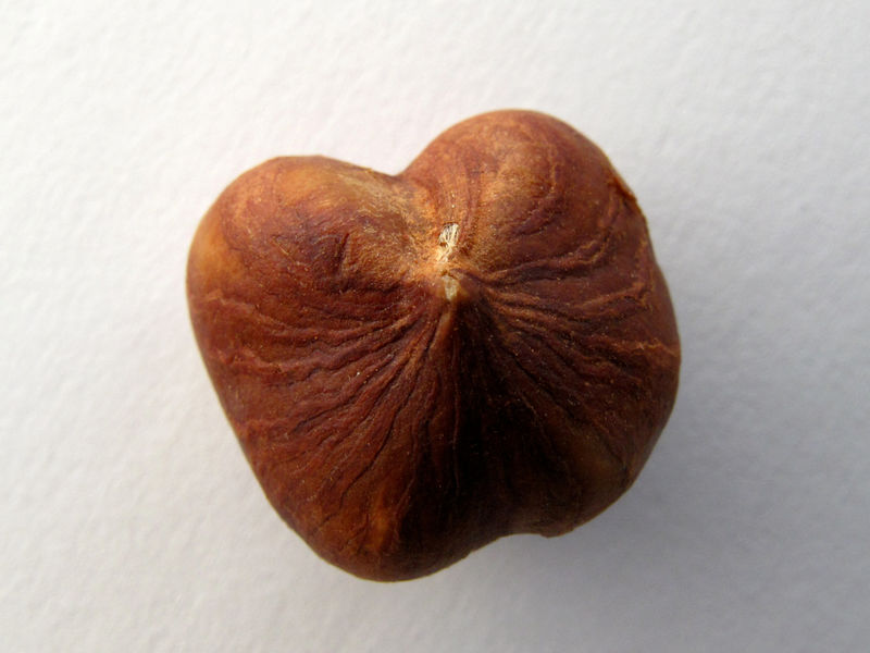© Reuters. An organic hazelnut is shown in this photo illustration