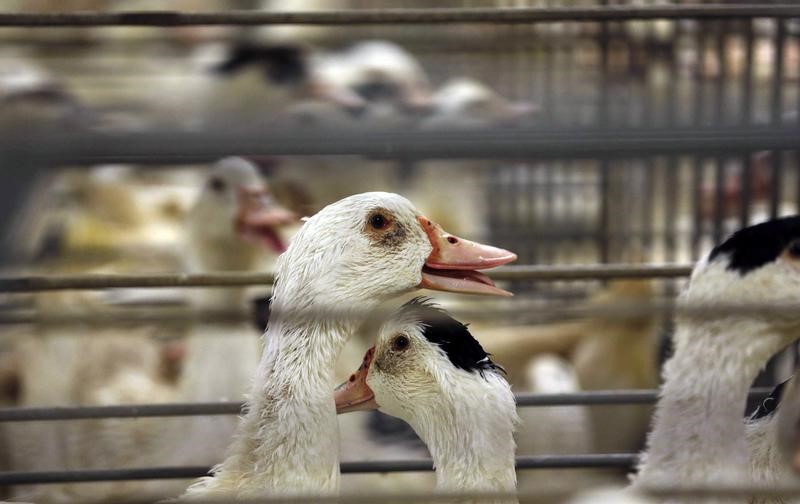 © Reuters. LE FOIE GRAS PLUS CHER POUR NOËL APRÈS LA GRIPPE AVIAIRE