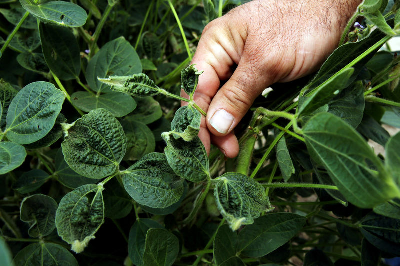 © Reuters. FILE PHOTO:  John Weiss looks over his damaged crop on his farm in Dell