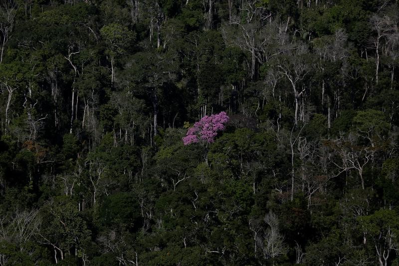 © Reuters. Região de floresta amazônica em Apuí, Brasil