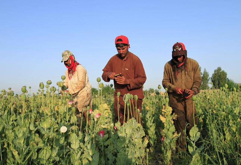 © Reuters. الأمم المتحدة: إنتاج الأفيون في أفغانستان يسجل مستوى قياسيا هذا العام