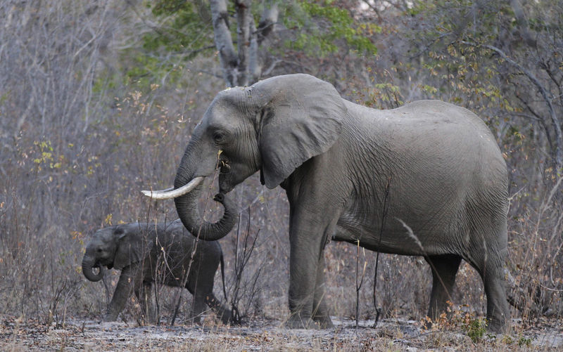 © Reuters. FILE PHOTO: Elephants graze inside Zimbabwe's Hwange National Park
